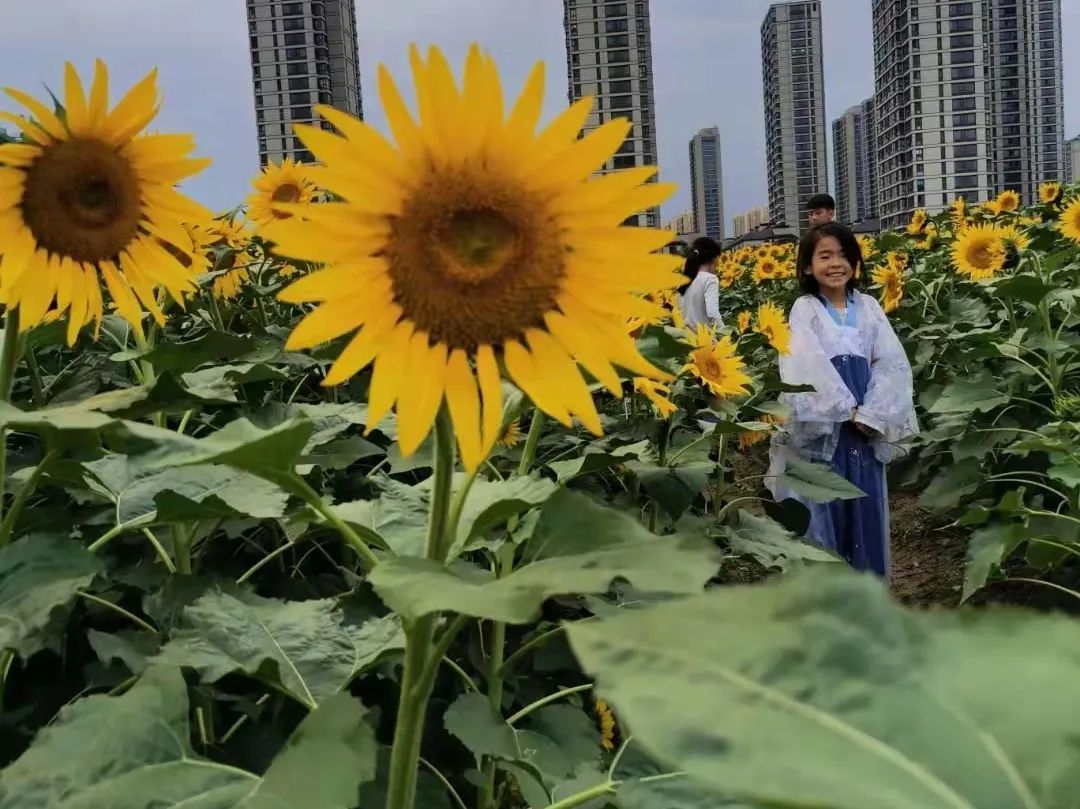 向日葵|崇贤花海的向日葵开了！等你来打卡！