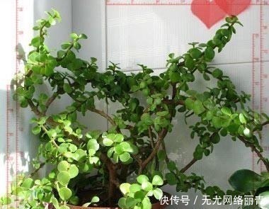 5年前养了一盆“野草”,邻居们很羡慕,说是“金枝玉叶”