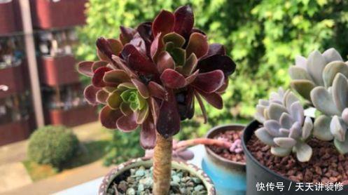 多肉植物黑法师怎么砍头,砍头后一株变多株