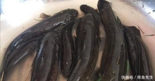 小编|河里钓了几条鱼,老大爷叫它“蟹虎鱼”,这些鱼能吃吗,求鉴定