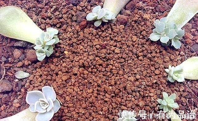 小齐|多肉叶插要“心狠”，不烂叶，出芽快，提高成活率，小苗挤满盆！