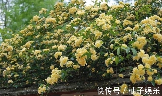 院子再小,也要养棵它,2年长一片,开花特别美,左邻右舍都说香