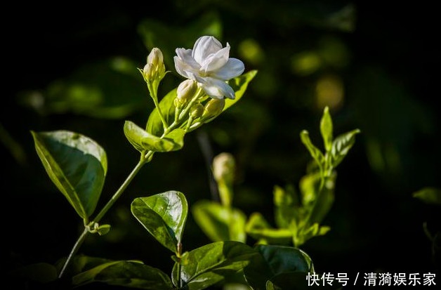 花芽|茉莉花的修剪时间特别重要,剪错了,植株开花少,很难再开爆