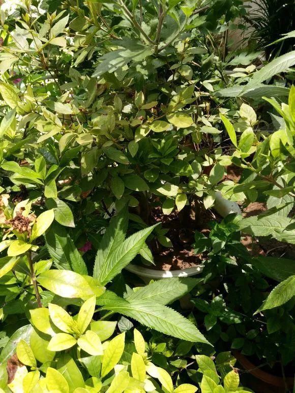 根系生长|6种花爱“喝酒吃醋”,半月来1勺,叶片浓绿滴油,狂开花!