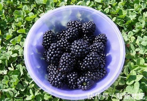 排毒|女性不想显老,不妨多吃三食物,排毒养颜,美容润肤,滋阴降火