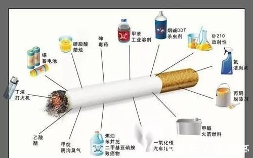 实验室|为证明抽烟无害，英国公司让狗每天抽100支烟，结果只换来6个字