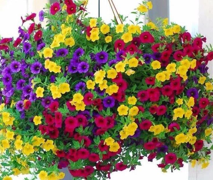 4种花超漂亮,个个美出状态,花朵大花期长,比牡丹还美