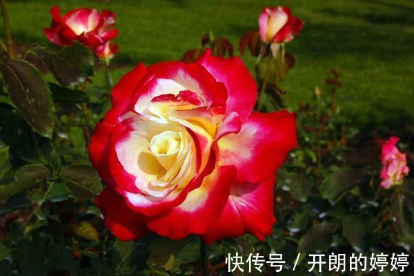 8种浓香型月季,个个惊艳十足,花香闻之沁人心脾,让人爱不释手