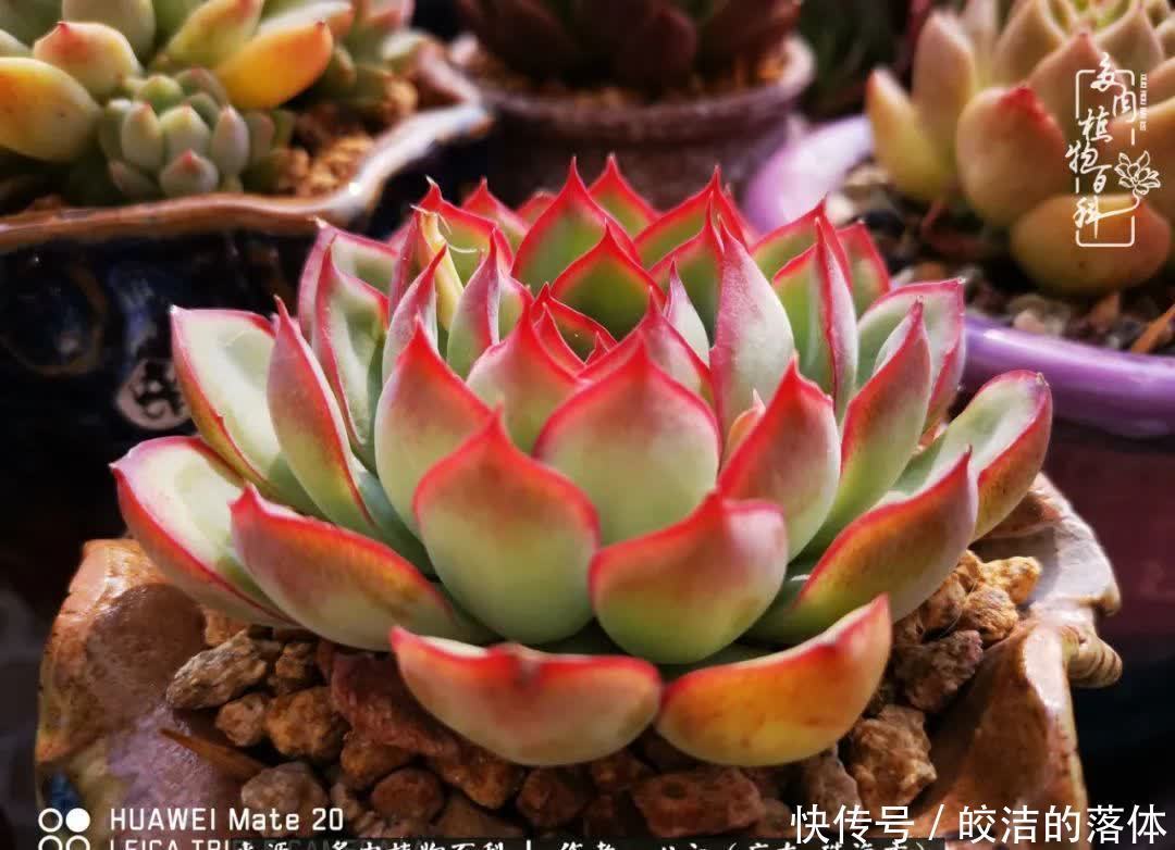 肉肉|与多肉的相遇,就是一场治愈之旅