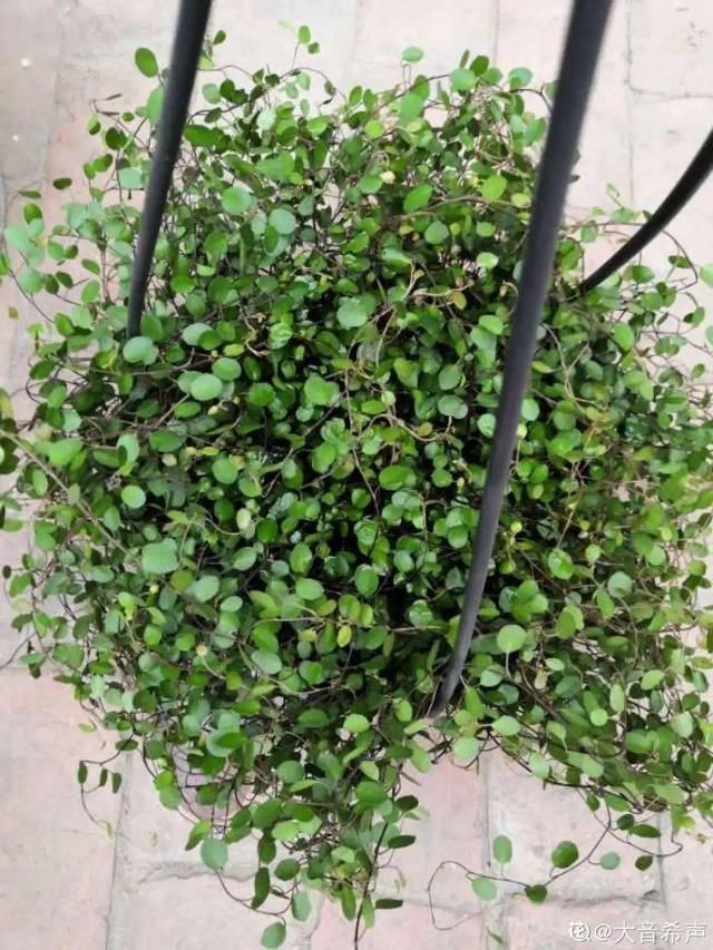 浇水|10种吊兰,耐阴又好看,叶子美得像一幅画