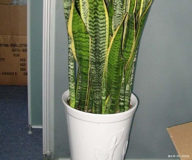 这三种花最不爱喝水,越是旱它越是轻松长不停,懒人必备