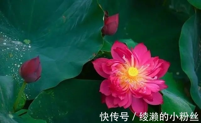 异性|2022年桃花运最旺的4个生肖，个人魅力很强大，异性缘越来越好