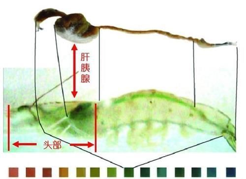 为什么有些人吃虾去虾头,有些人不去虾头?虾头到底能不能吃?