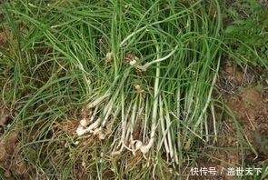 野葱|提个醒:农村荒地遇见此物,记得摘回家,好处十分的多,了解下