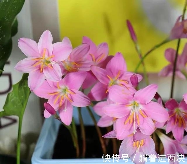 植株|这种花超好养,不怕日晒雨淋,家里养几盆,繁花满枝,清新又养眼