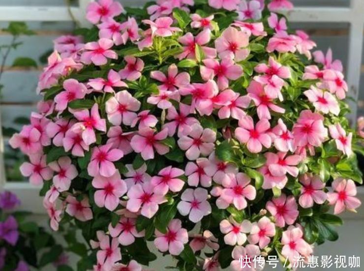 4种花生命力超顽强,给点水就疯长,开花爆盆很简单