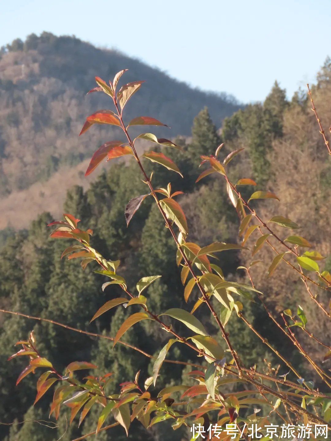 疫情|静美如诗，鸟鹊鸣啭，尽赏北京百望山冬日画卷~