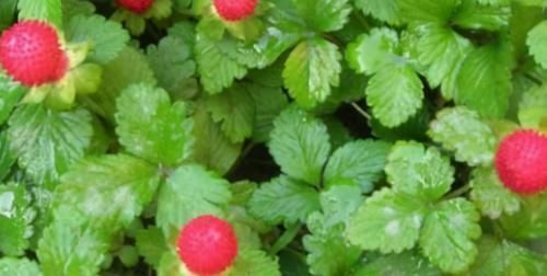 胆固醇|女性不愿老太快,要学会吃3种食物,排毒养颜、延年益寿!