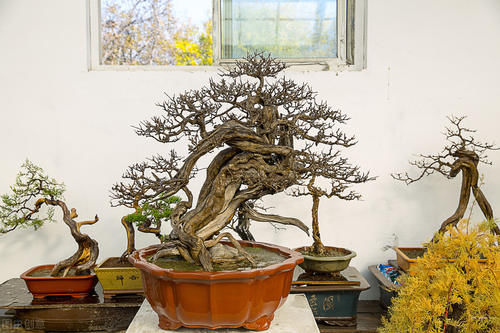 盆景造型各有不同，根盘也要做造型，8种根盘造型让盆景更美观