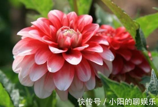 想要根肥株壮，花大色艳，远离病虫害，盆里用3种肥，效果好