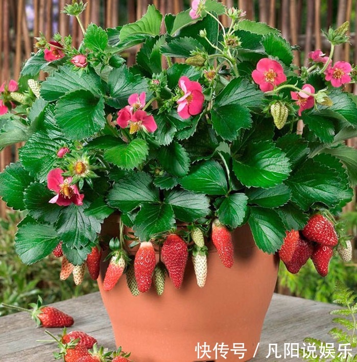 阳台别再种花草，现流行种些水果，省钱四季都能吃