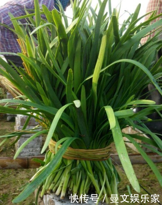 阳台种韭菜,菜根埋土里,10天就能割一茬!