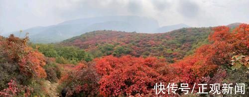 嵩山|嵩山红叶进入最佳观赏季！快带家人来徒步踏秋祈福吧