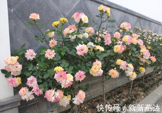 3种花养在小盆里,2年变老桩,茎干粗壮开花香,1次能开50朵