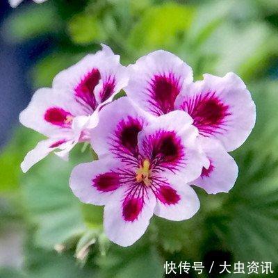 阳台养什么花?4种小盆栽真不错,开旺了满阳台爬