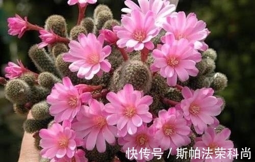 黄叶|如何判断花卉缺水?教你一个小技巧,浇花不黄叶不烂根!