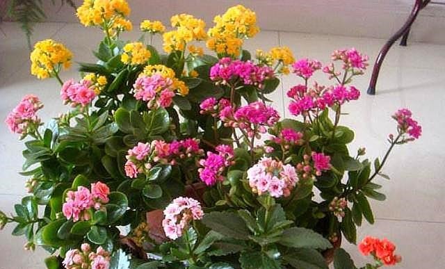 长寿花,夏季不做“2件事”,根不烂,叶不黄,侧芽长不停