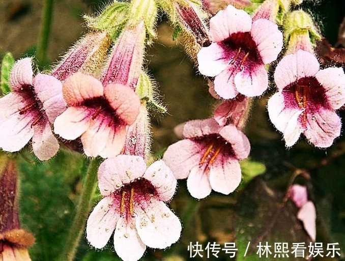 父母官|李时珍“服之百日面如桃花,三年轻身不老”,也许你家门口就有