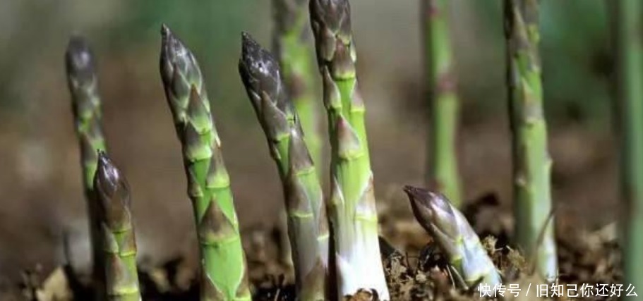 阳台养上“5种菜”，漂亮好养，吃完一茬又一茬，天天吃到新鲜菜