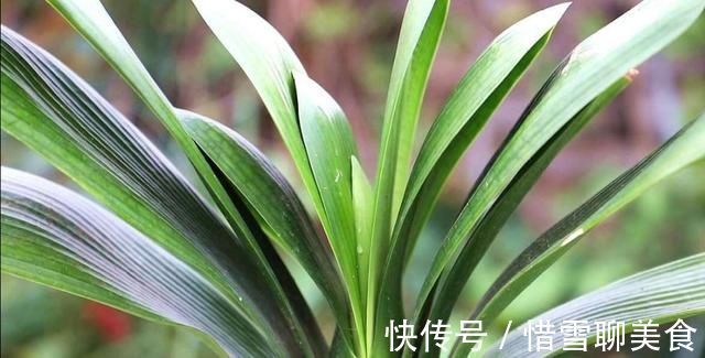 叶子|君子兰叶子长歪，教你3种方法纠正，株形整齐才更美观
