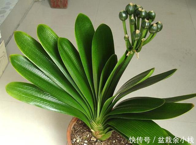  花芽|“1种水”浇君子兰，7天冒出“大白根”，30天枝叶油绿，冒花芽
