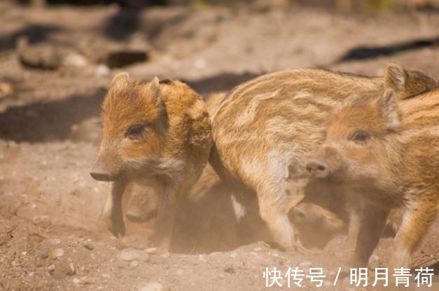 运势|再过几周，生肖猪的感情运势到达顶峰，保持最好状态脱单！