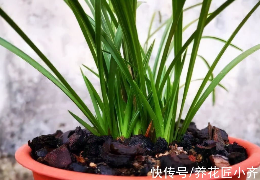给兰花换盆,注意5个“要点”,保证兰花根系壮,后期长势旺