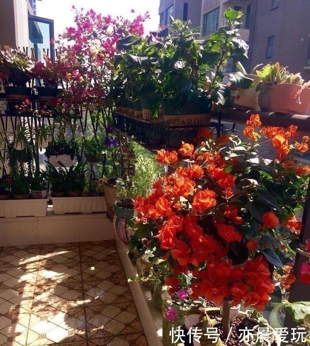 鸡蛋壳|自己制作养花肥料，没那么难，三样东西到处都是，养花不错