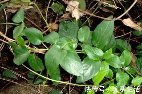 脚湿肿烂|农村有一种奇怪的草,叫鸡屎藤,入药主治黄疸肝炎、脚湿肿烂