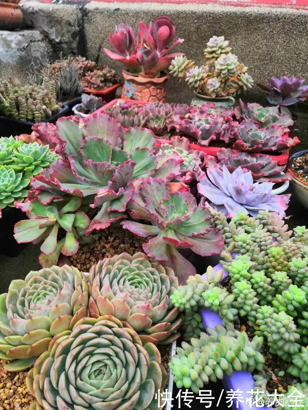 春天的多肉,长成一把大大扇子,看着就是爽