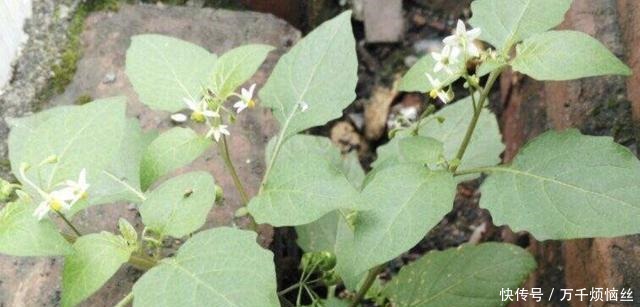 盆栽|田野里除不完的“野草”,张大妈却挖来“当盆栽”,繁殖一阳台!