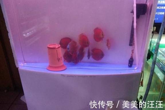 有害物质|鱼缸出现反水现象很快就会死鱼,只有这一措施才能救回鱼命!