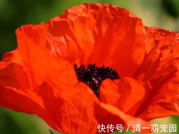 山茄子|传说起死回生的冥界之花是真的吗,冥界四种花,你见过几种?