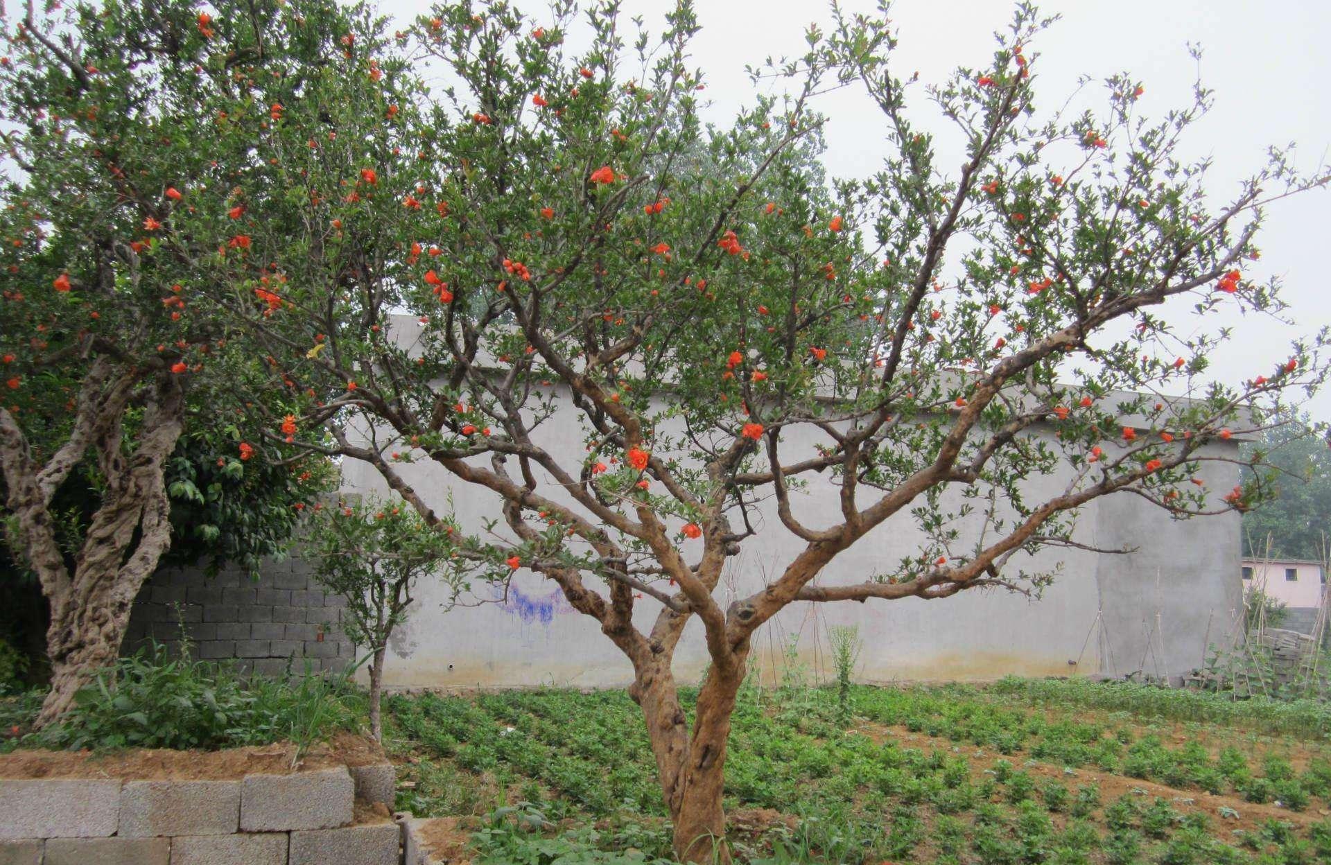 家里种“好树”,子孙一直富,6种“吉利树”,养得越久越吉利