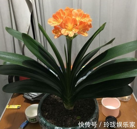 僵苗|君子兰僵苗、黄叶怎么办1个方法一次性解决，到了花期准时开花