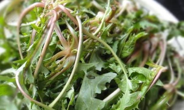 补血|春天里常见的4种野菜,预防三高,补血清热,喜欢喝酒吃肉要多吃