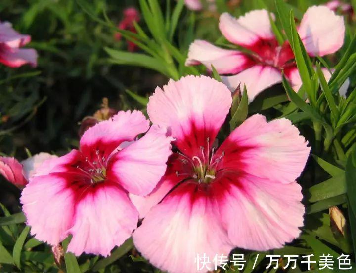 养花试试这几款，垂吊下来，在枝头上开满了花朵，超美