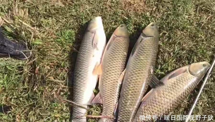 五谷杂食|千叮咛万嘱咐,库钓诱鱼唯独这套路才最靠谱,一般人都忽视了