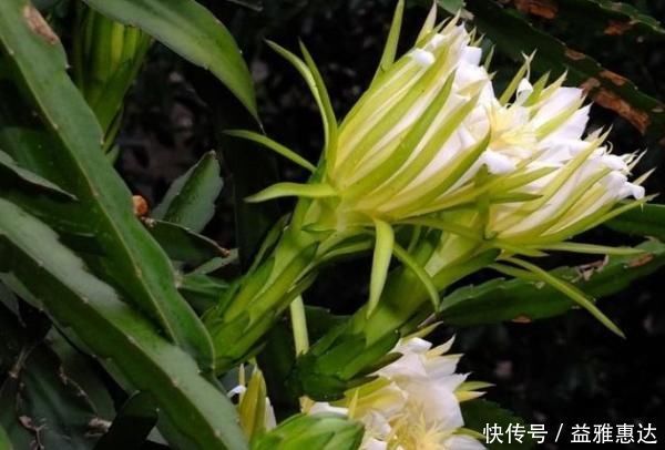 强身健体|中医提醒:咳嗽老不好,路边霸气的花摘回家泡水喝,止咳有奇效