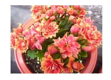 长寿花花茎变黑,原因分析与指导意见,对症处理,花才会养爆盆